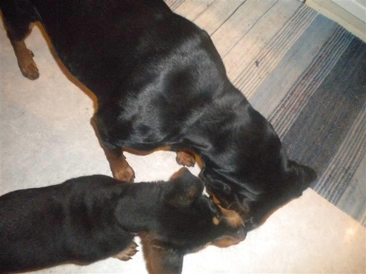 Rottweiler mille R.I.P - mille og hendes barne barn  billede 2