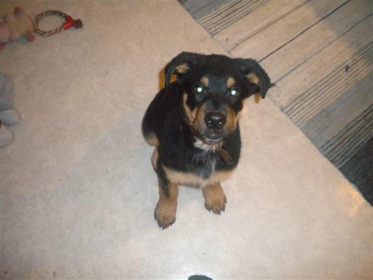 Rottweiler mille R.I.P - mille´s barne barn  billede 3