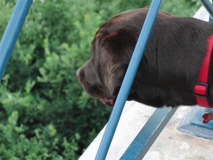 Labrador retriever Molly  - Molly kigger ned på alle de flotte skibe nede på Rhinen XD foto; Mig  billede 6