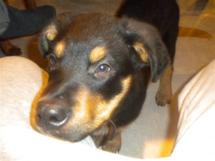 Rottweiler mille R.I.P - mille´s barne barn  billede 4