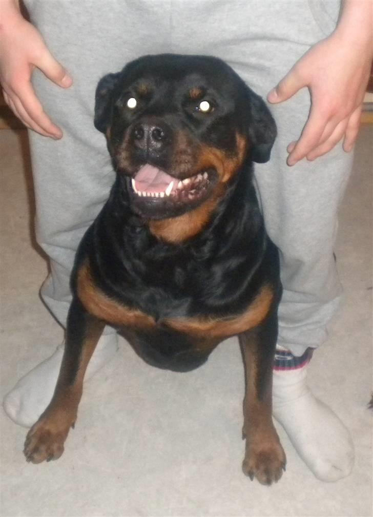 Rottweiler mille R.I.P billede 5