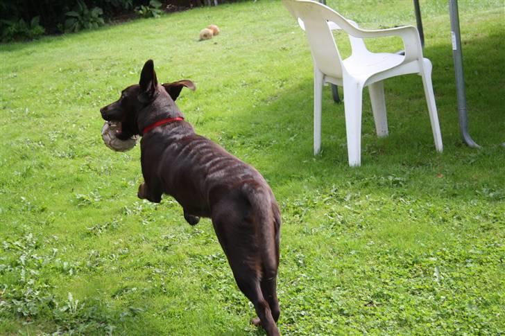 Labrador retriever Molly  - Leg i Haven :D billede 8