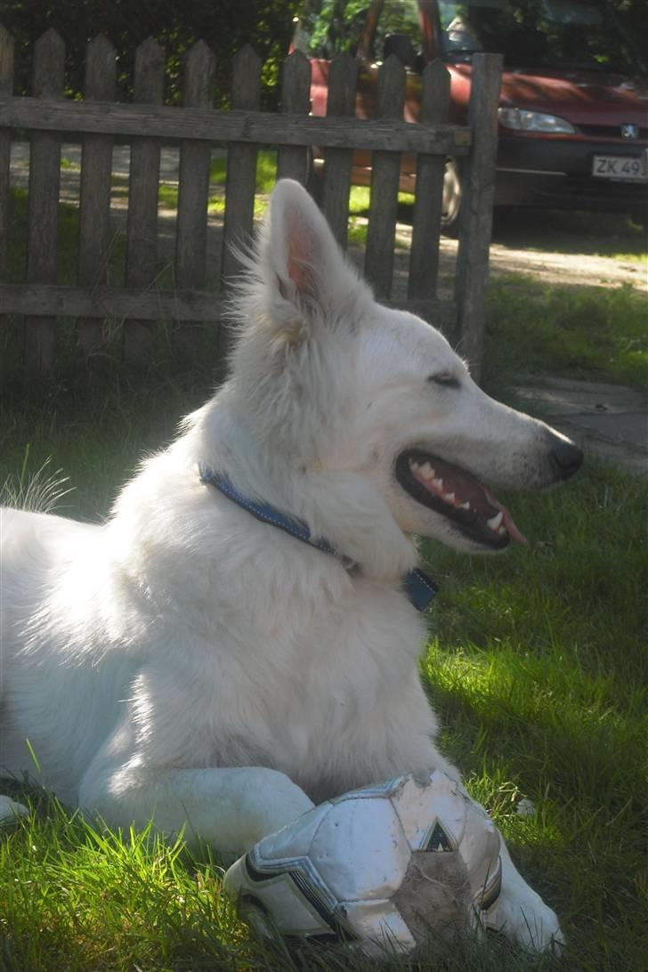 Hvid schæfer Tjalfe billede 1