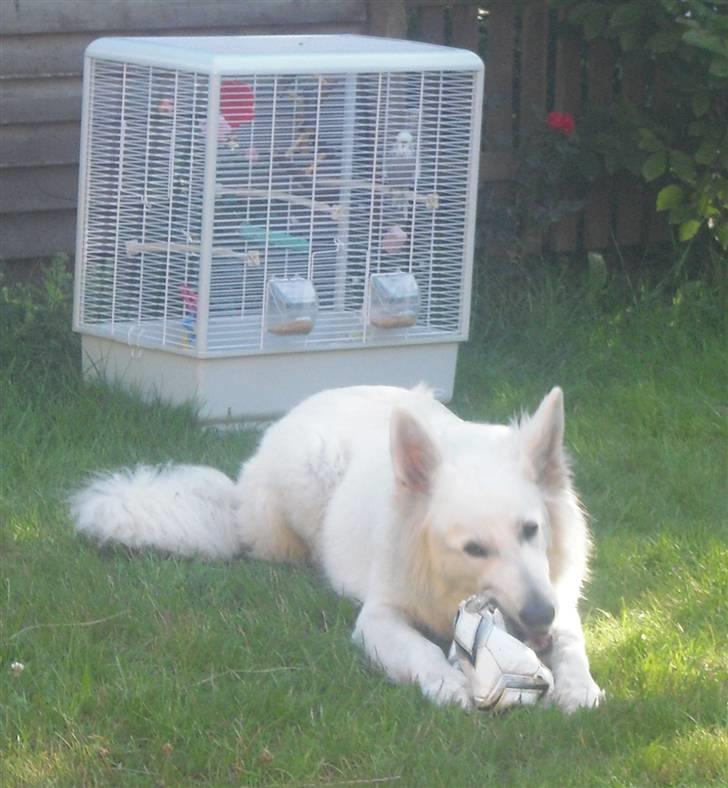 Hvid schæfer Tjalfe billede 2