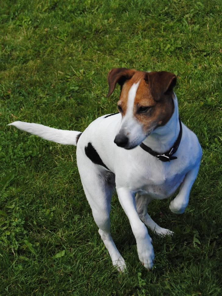 Dansk svensk gaardhund Mia :'D<3 - 11) mia prutten q;<3 billede 11