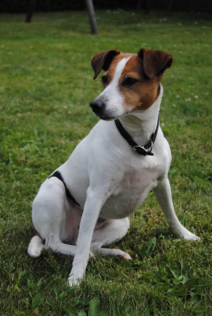 Dansk svensk gaardhund Mia :'D<3 - 12) you are the one and only! billede 12