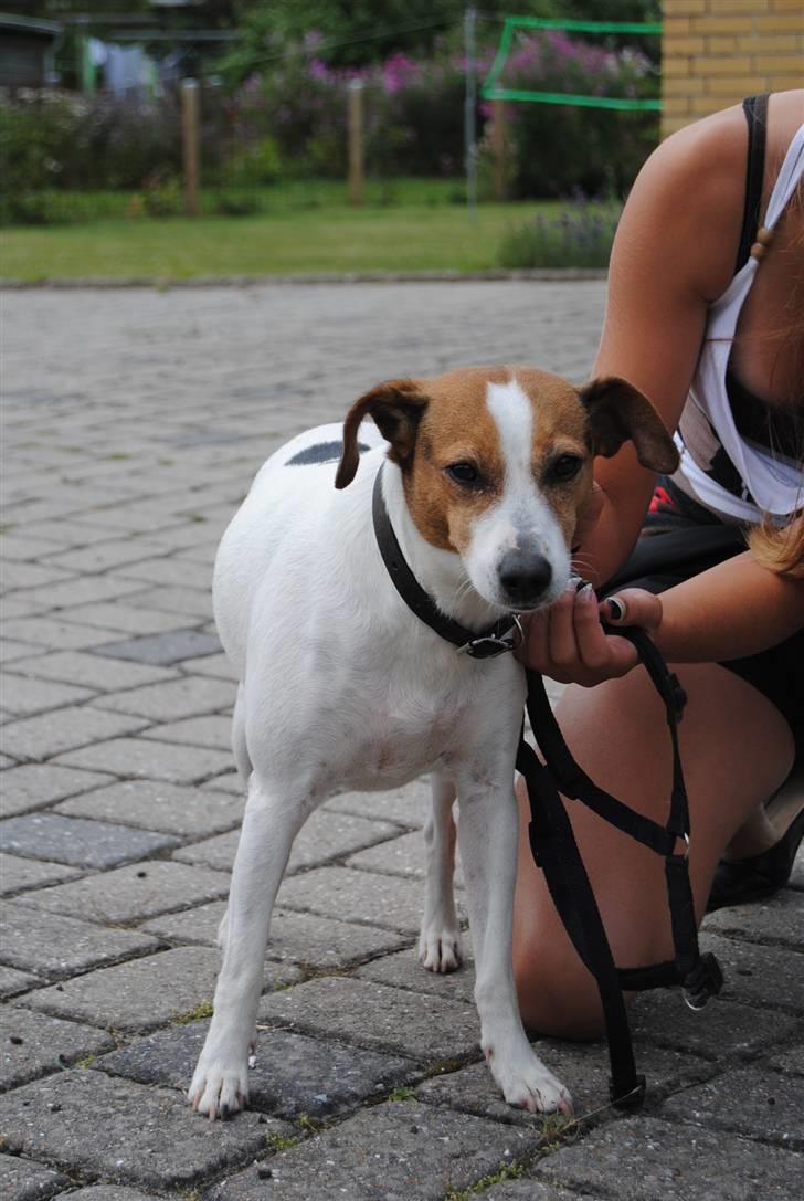 Dansk svensk gaardhund Mia :'D<3 - 13) mia & alberte (;<3 billede 13