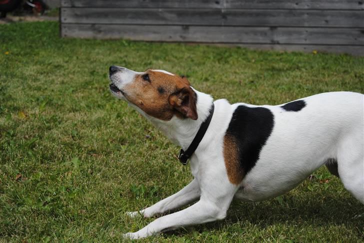 Dansk svensk gaardhund Mia :'D<3 - 14) vov, vov, alberte kan du ikke forstå at jeg vil lege? d; billede 14