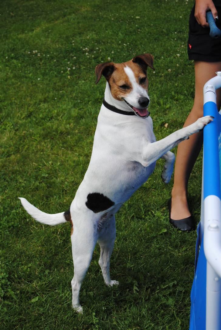 Dansk svensk gaardhund Mia :'D<3 - 15) mia hunden syntes det er vaaaaaarmt (;<33 iloveyou!! billede 15