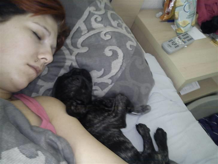 Fransk bulldog Kesi Kjeld - Det er så hyggeligt at putte med mor om morgenen billede 18