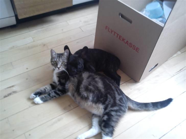 Fransk bulldog Kesi Kjeld - Hygger lige med min ven Monty billede 19