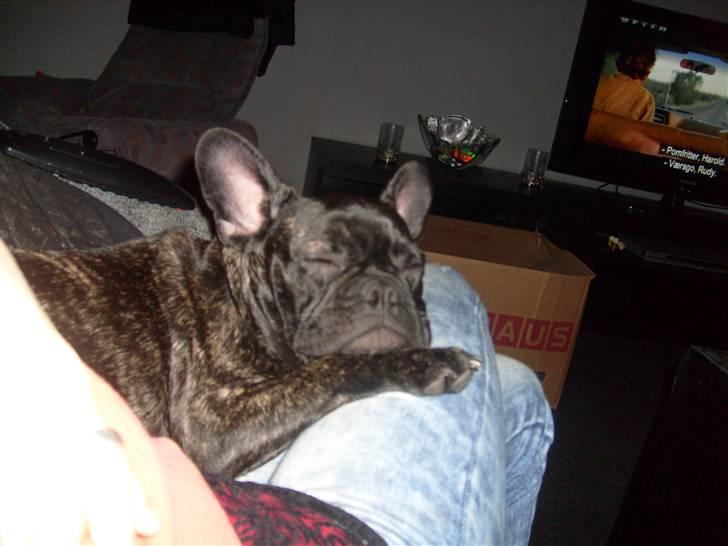 Fransk bulldog Kesi Kjeld - tager lige en lur billede 20