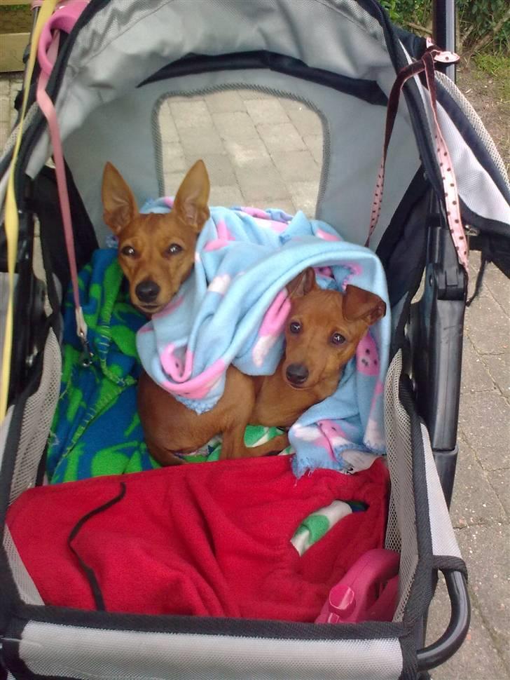 Dvaergpinscher rumledumle pot aka-hyleren - mig og min mor,vi elsker at sove i klapvognen ude i haven billede 5