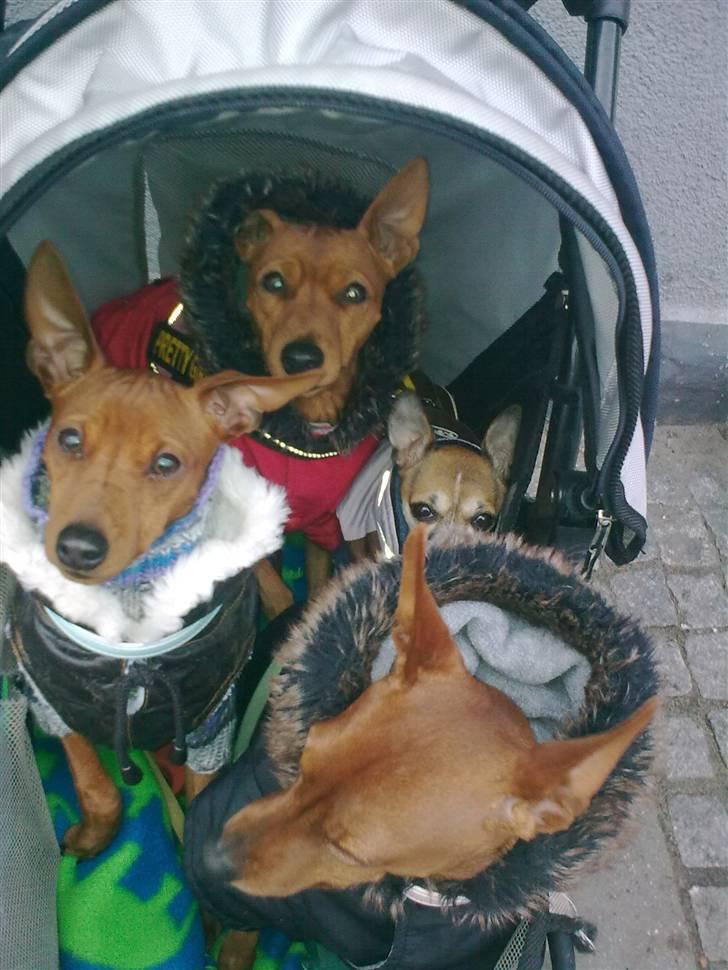 Dvaergpinscher rumledumle pot aka-hyleren - så skal vi med bussen, vi sidder i vores klapvogn billede 7