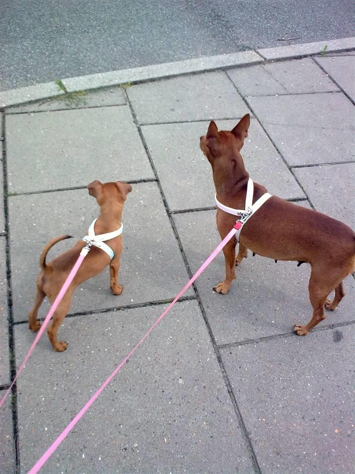 Dvaergpinscher rumledumle pot aka-hyleren - hva kigger vi efter mor ?? billede 8