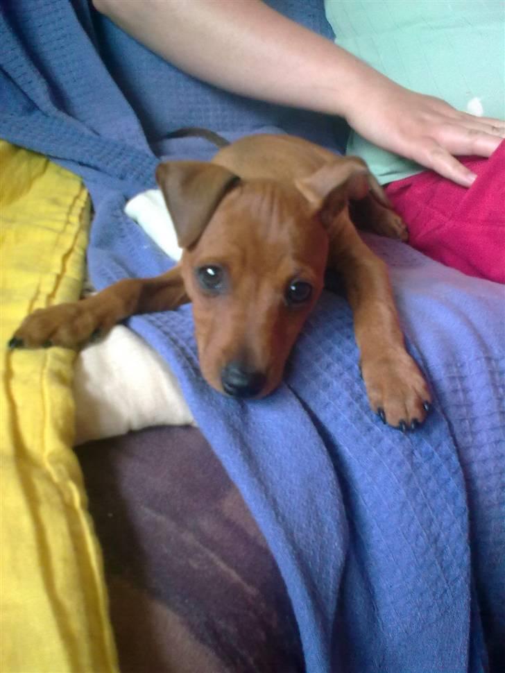 Dvaergpinscher rumledumle pot aka-hyleren - 14 uger gammel billede 9