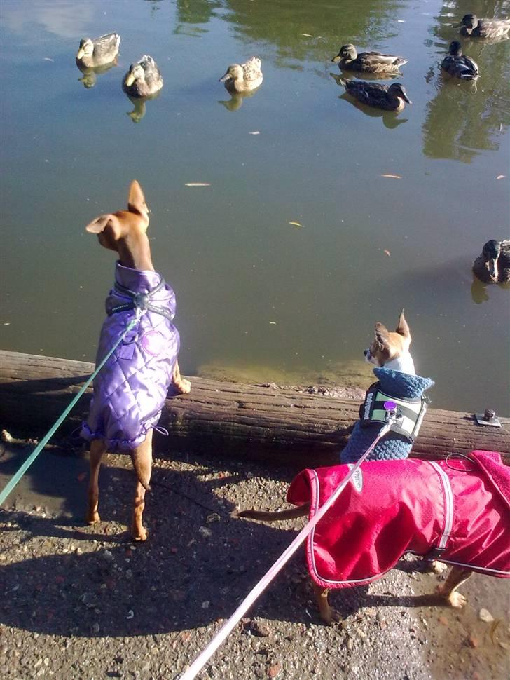 Dvaergpinscher rumledumle pot aka-hyleren - elsker at kigge på ænder,hmm gad vide om de smager godt billede 10