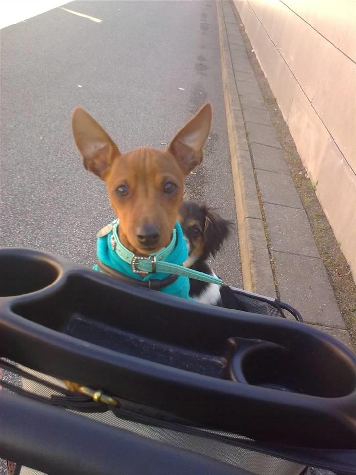 Dvaergpinscher rumledumle pot aka-hyleren - se hvor flot mine ører står billede 11