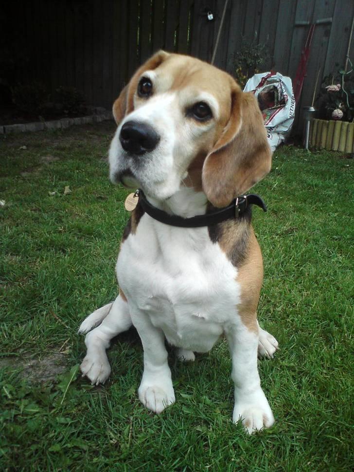 Beagle Leopold  - Er jeg ikke bare så sød og dejlig ? billede 1