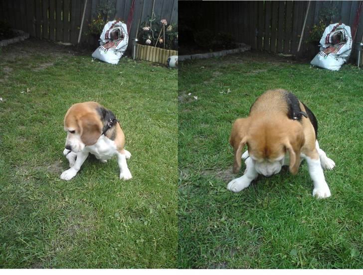 Beagle Leopold  - Hm , en myre det går godt nok langsomt, men lige mit tempo i dag :O) billede 2
