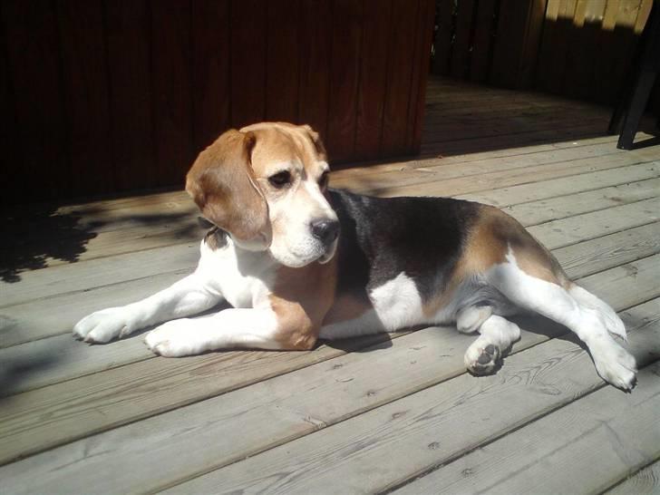 Beagle Leopold  - Hygge hygge billede 4