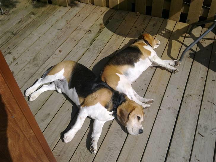 Beagle Leopold  - Uh, hvor har vi det dejligt :O) billede 6