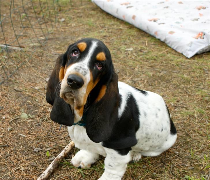 Basset hound Bjasto's Alive (LULU) billede 15