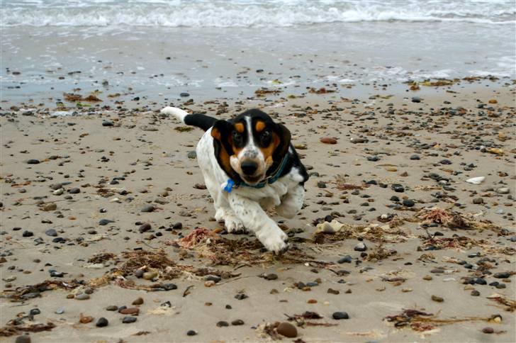 Basset hound Bjasto's Alive (LULU) billede 16