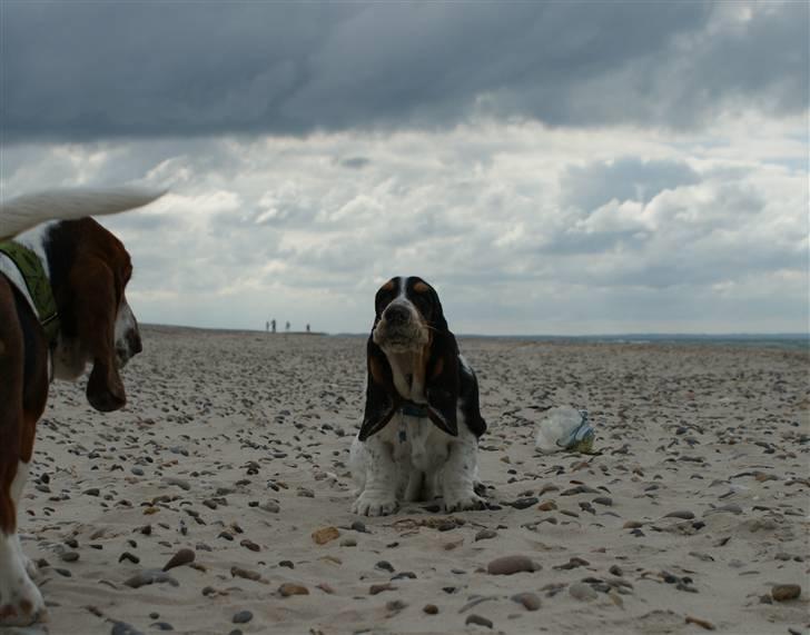 Basset hound Bjasto's Alive (LULU) billede 17