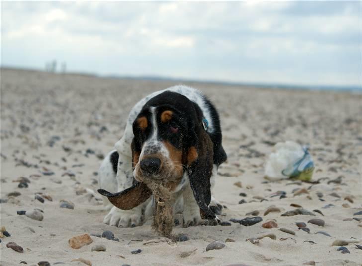 Basset hound Bjasto's Alive (LULU) billede 18