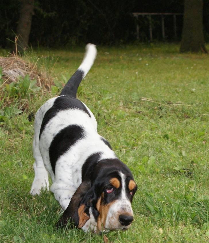 Basset hound Bjasto's Alive (LULU) billede 19