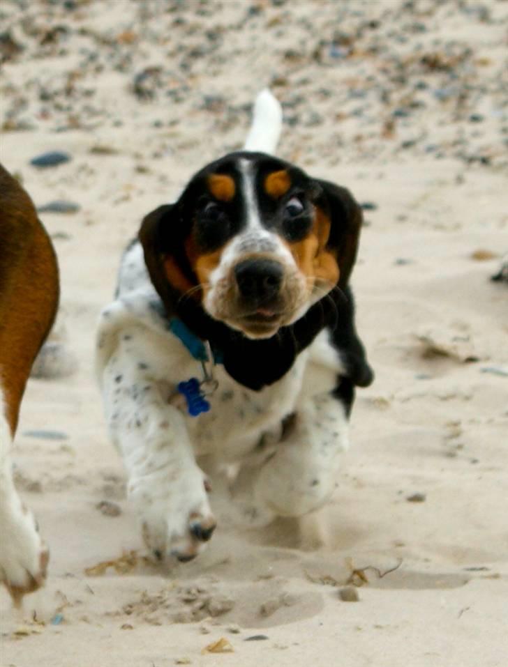 Basset hound Bjasto's Alive (LULU) billede 20