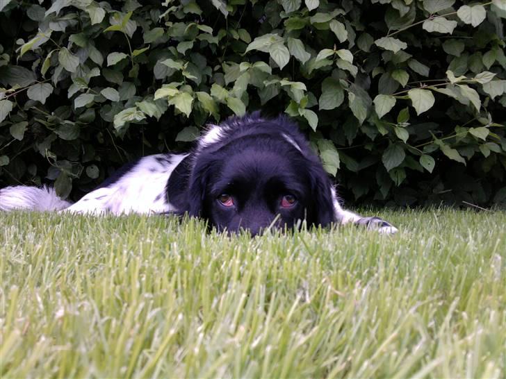 Stabijhoun Sigga billede 4