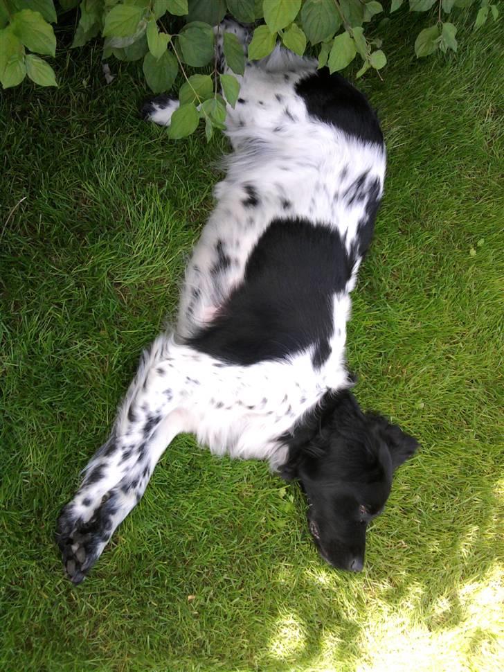 Stabijhoun Sigga billede 5