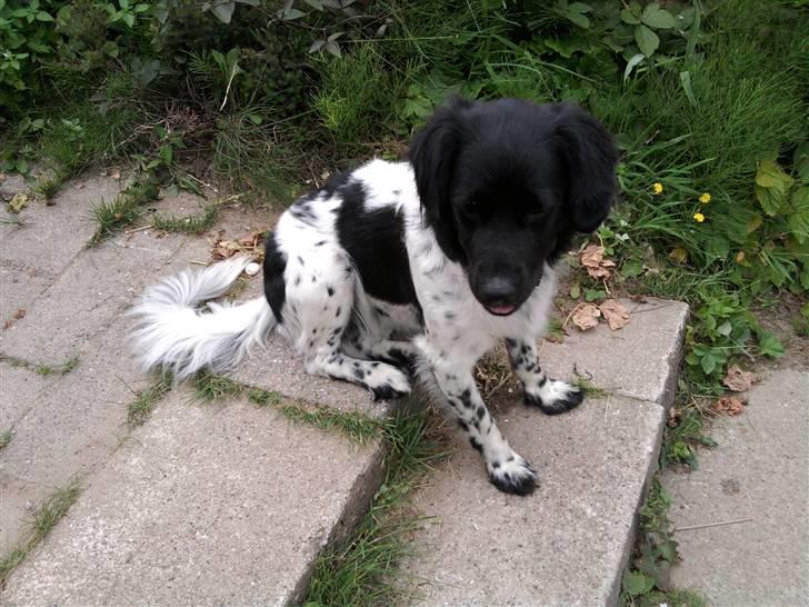 Stabijhoun Sigga billede 6