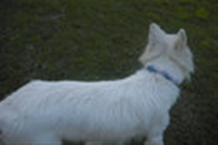 Hvid schæfer Tjalfe billede 10