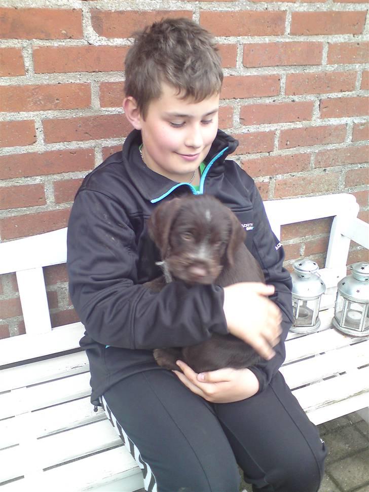 Ruhåret hønsehund Buster. billede 2