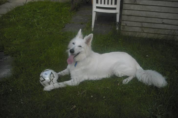 Hvid schæfer Tjalfe billede 13