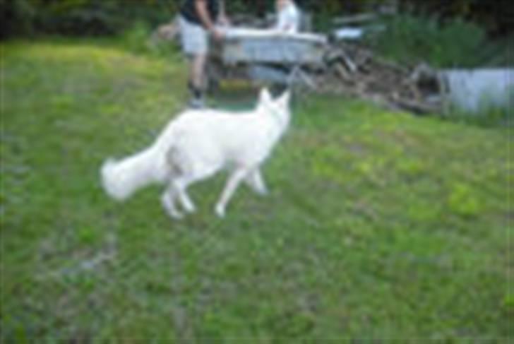 Hvid schæfer Tjalfe billede 14