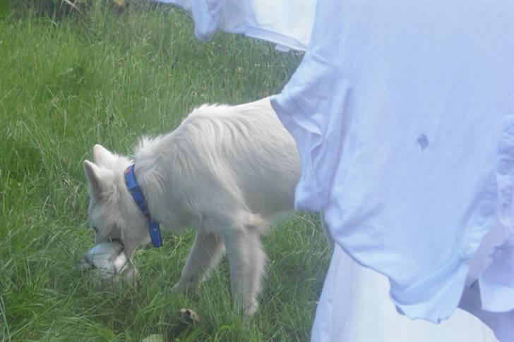 Hvid schæfer Tjalfe billede 15