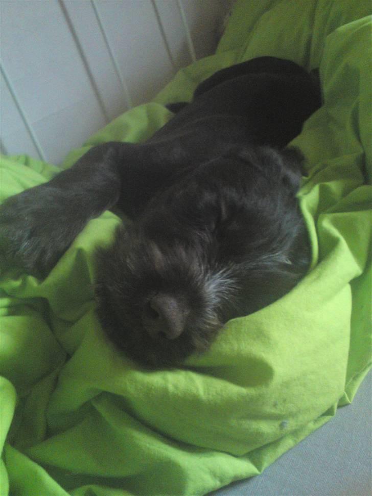 Ruhåret hønsehund Buster. billede 3