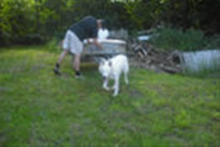 Hvid schæfer Tjalfe billede 16