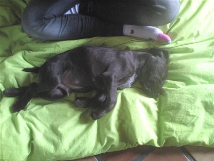 Ruhåret hønsehund Buster. billede 4