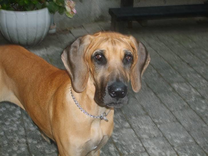 Grand danois Liva - smuk granda<3 billede 1