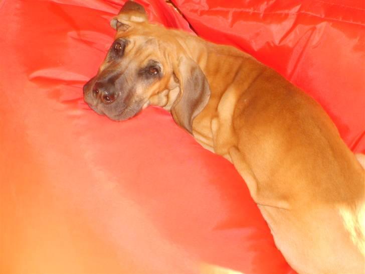 Grand danois Liva - foto model hehe billede 2