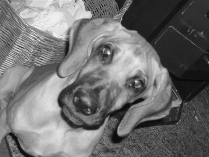 Grand danois Liva - Lækker hundXD billede 3