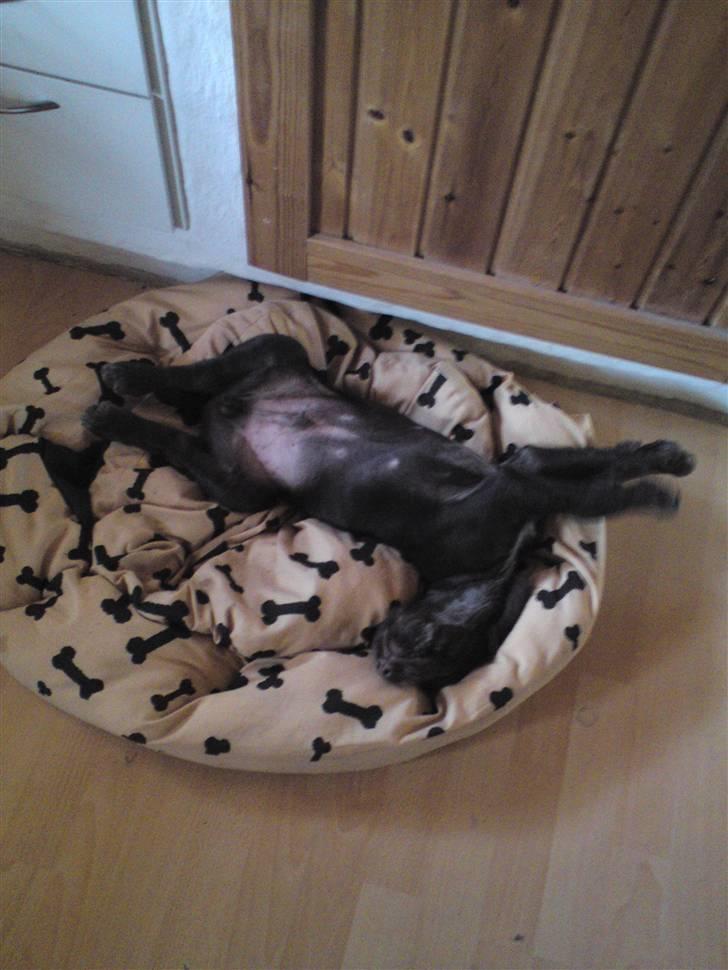 Ruhåret hønsehund Buster. billede 5