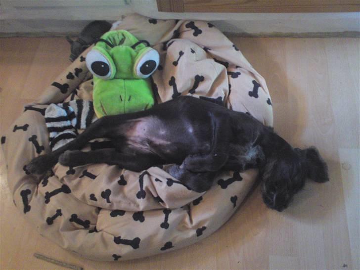 Ruhåret hønsehund Buster. billede 6