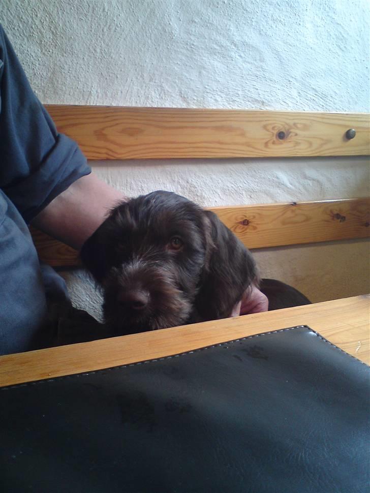 Ruhåret hønsehund Buster. billede 7