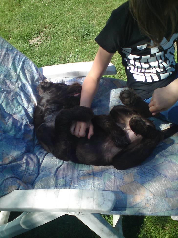 Ruhåret hønsehund Buster. billede 8